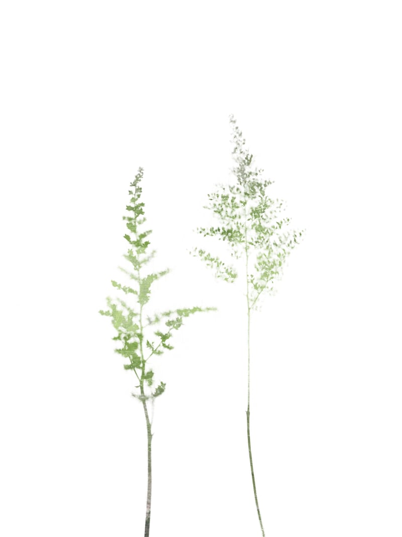 Olive Green Astilbe by Gallery J9