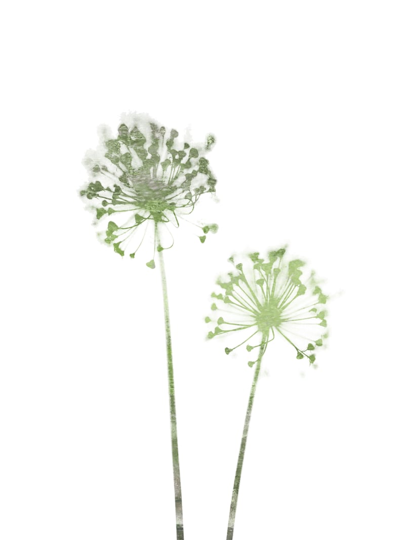 Olive Green Dandelion by Gallery J9