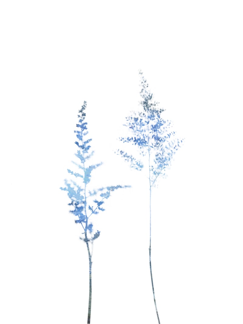 Blue Astilbe by Gallery J9