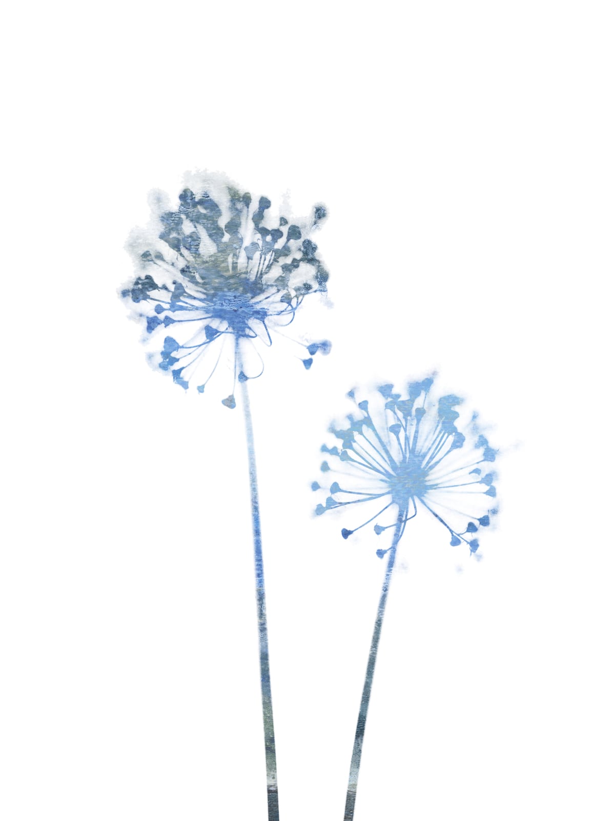 Blue Dandelion by Gallery J9