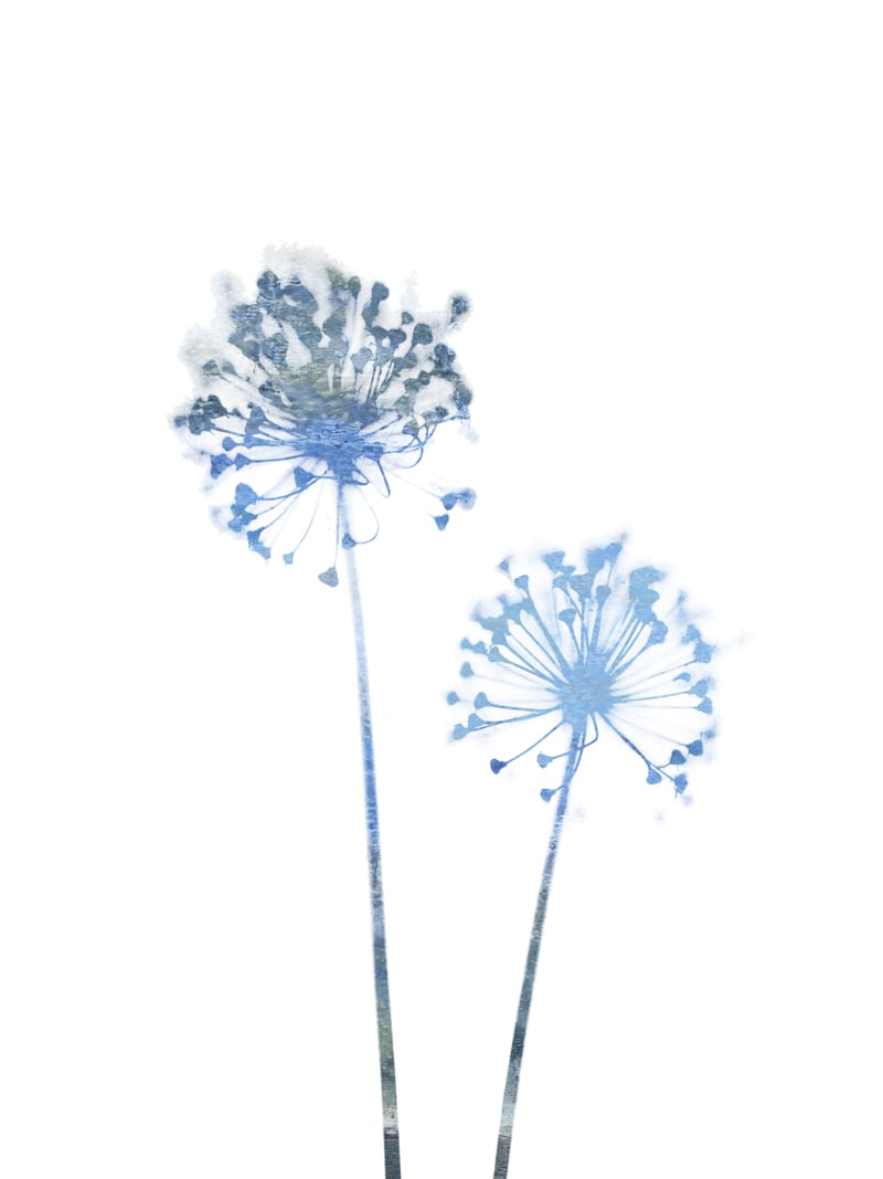 Blue Dandelion by Gallery J9