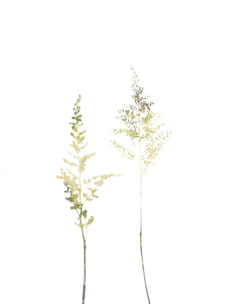 Neutral Astilbe by Gallery J9