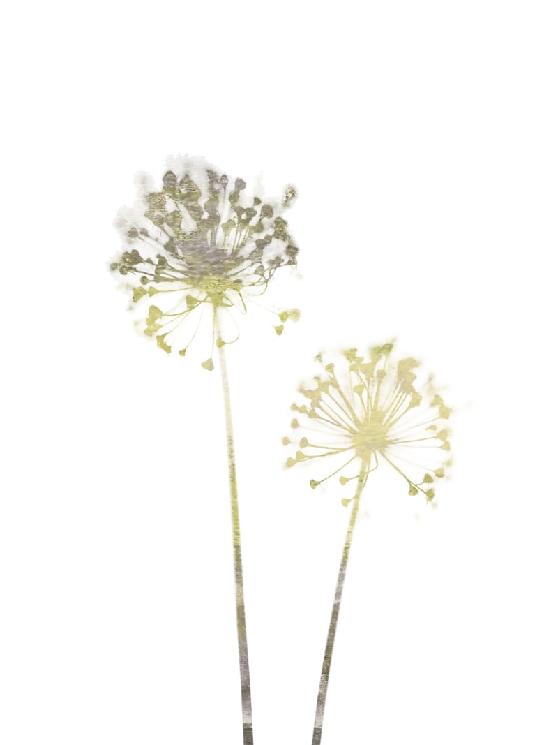 Neutral Dandelions by Gallery J9