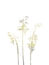 Neutral Hosta by Gallery J9 thumbnail