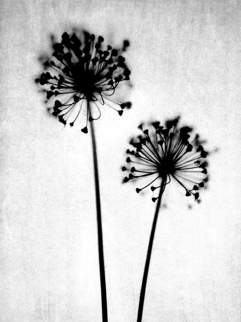 Dandelion  by Gallery J9