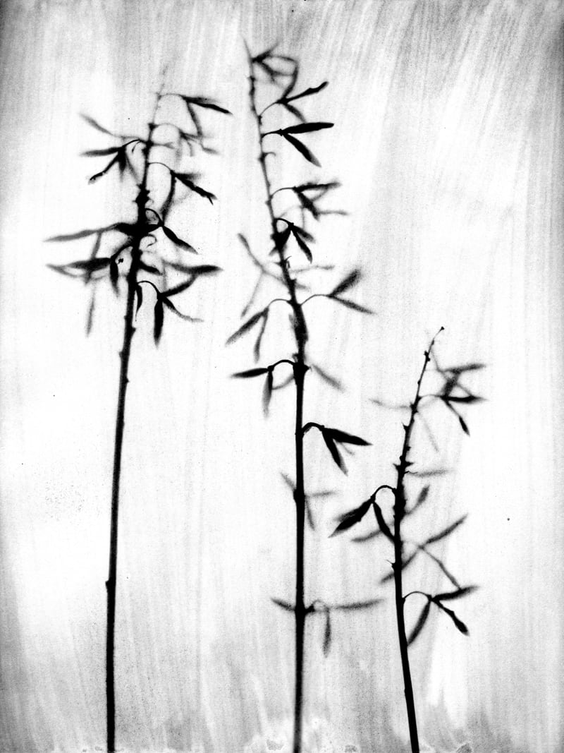 Hosta 3 by Gallery J9