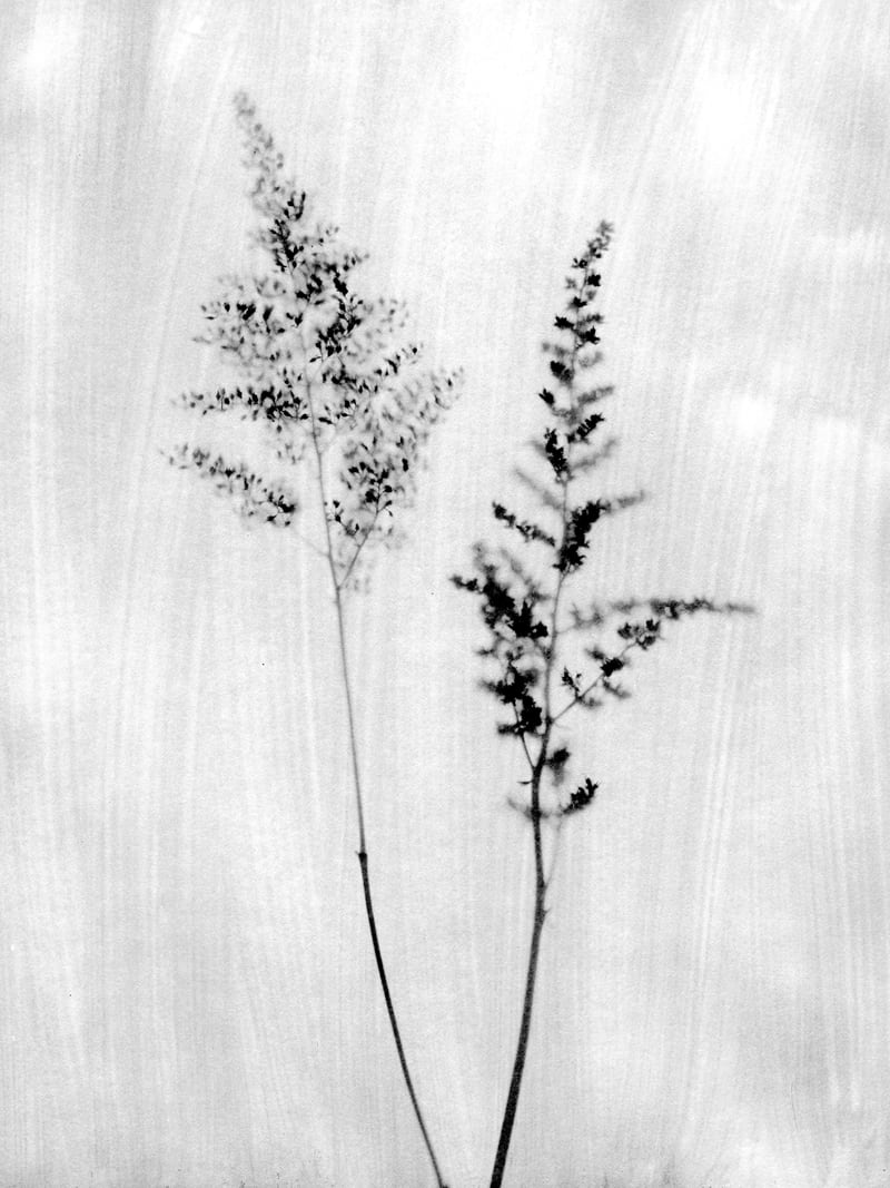 Delicate Wildflowers by Gallery J9