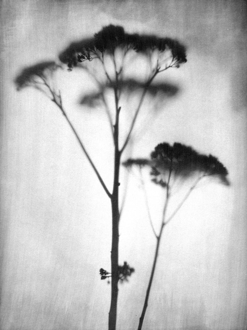 Sedum by Gallery J9