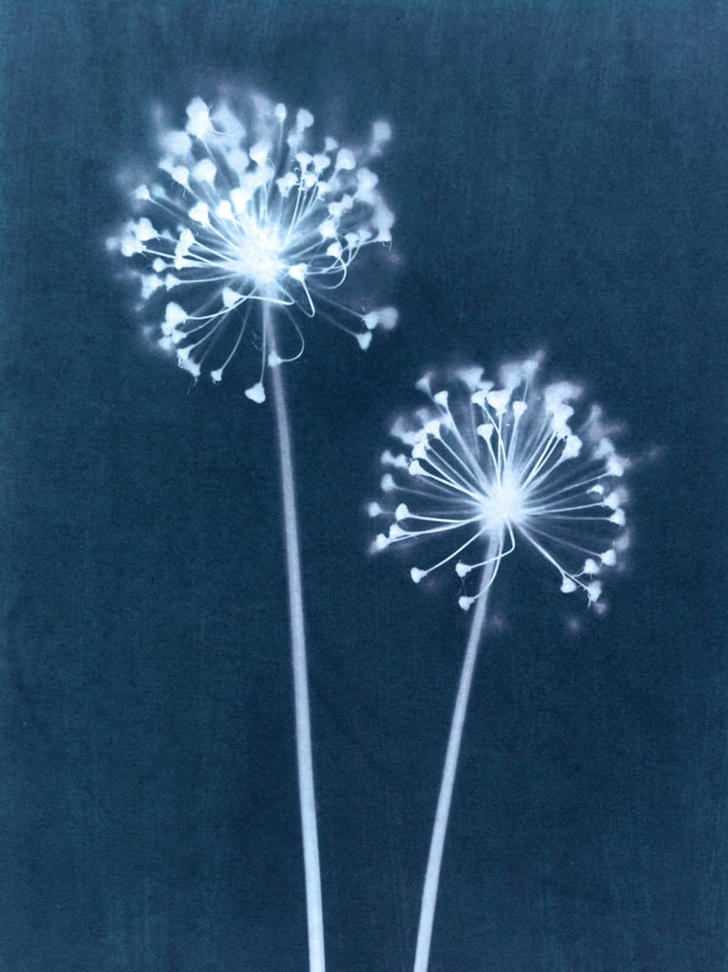 Indigo Dandelion by Gallery J9