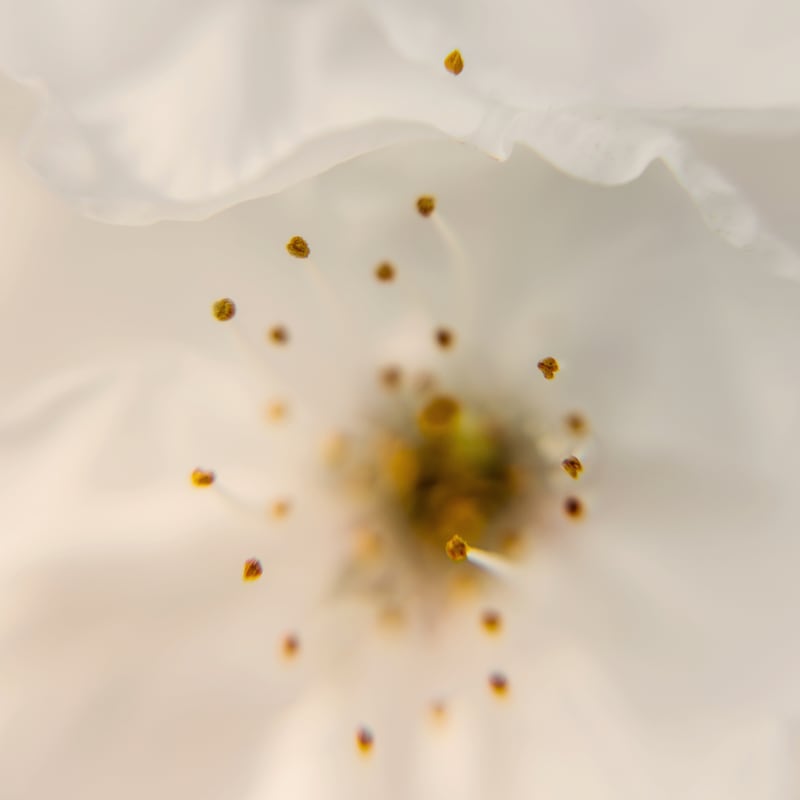 Milk Blossom by Debra Cox