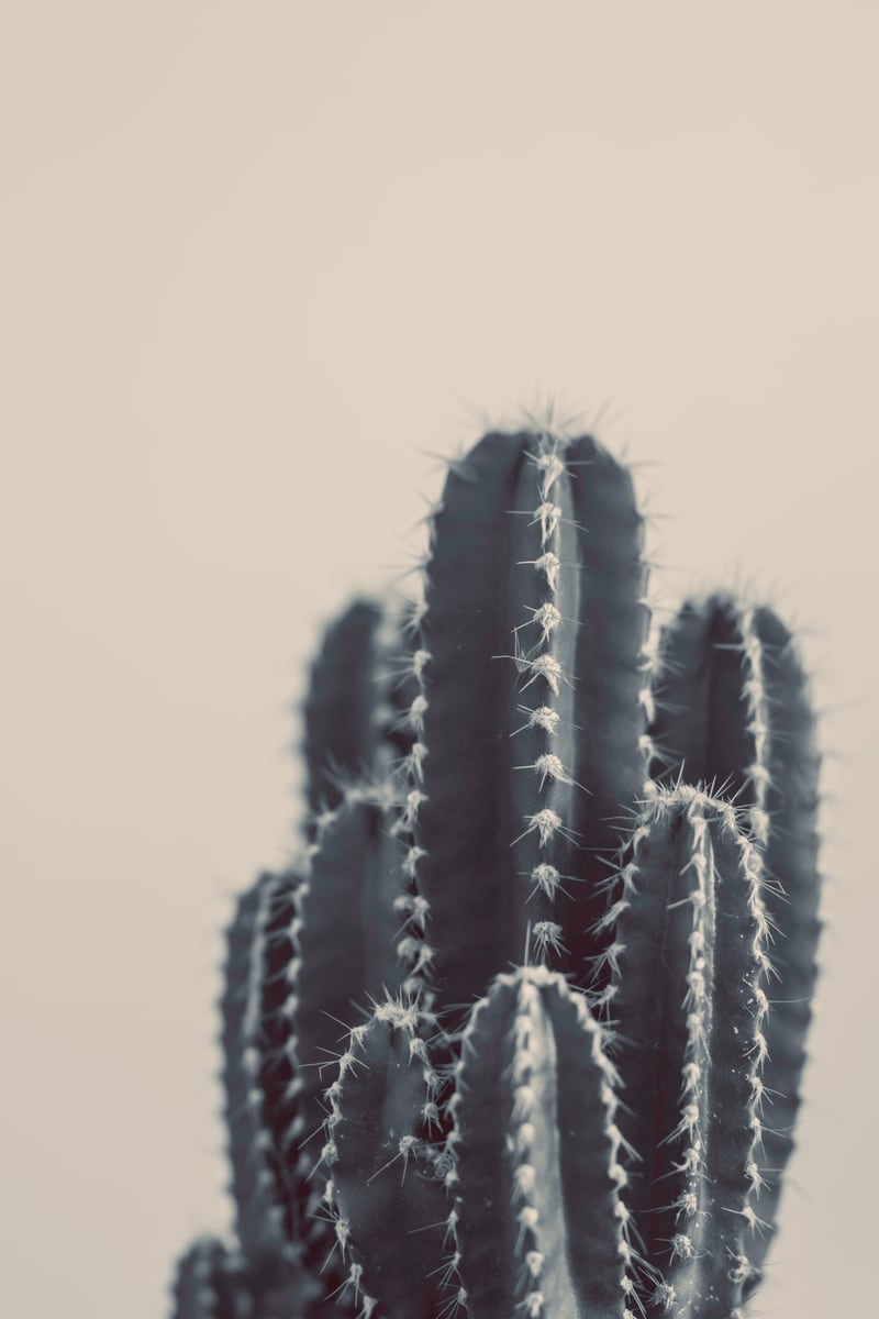 Vintage Cactus #1 by Debra Cox