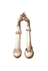 Handshrooms by Amy Ross thumbnail