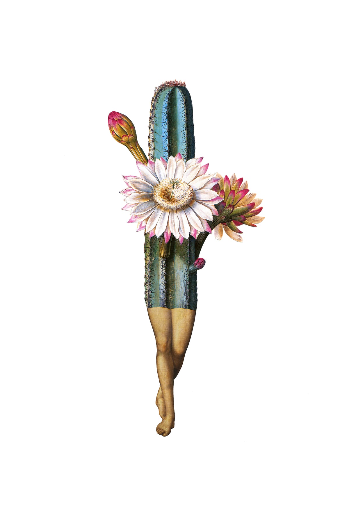 Night Bloomer by Amy Ross