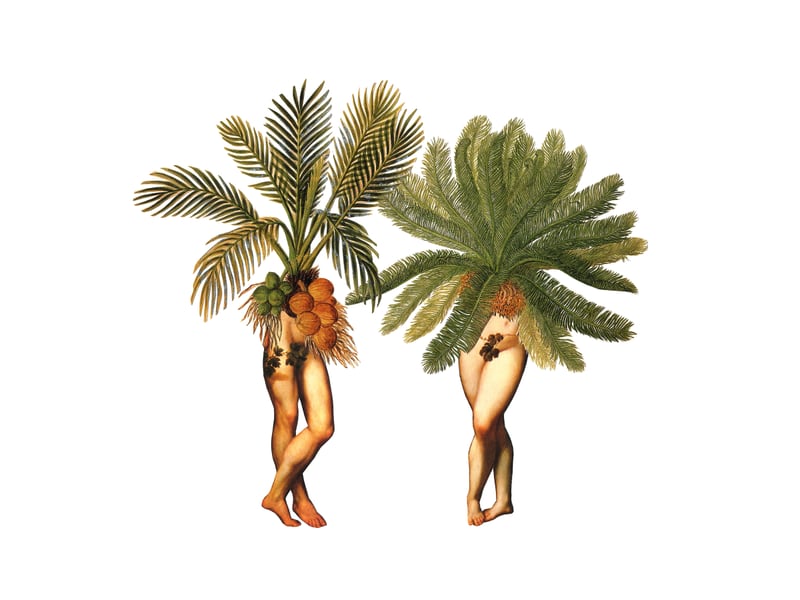 The Palms by Amy Ross