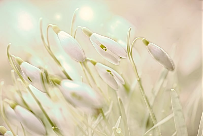 Enchanting Snowdrops by Denise Dundon