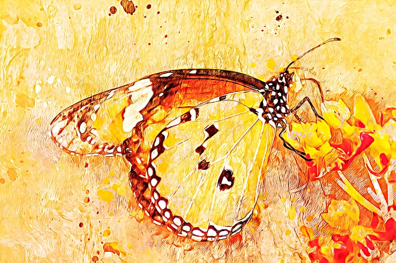 Butterfly On Aclepias by Denise Dundon