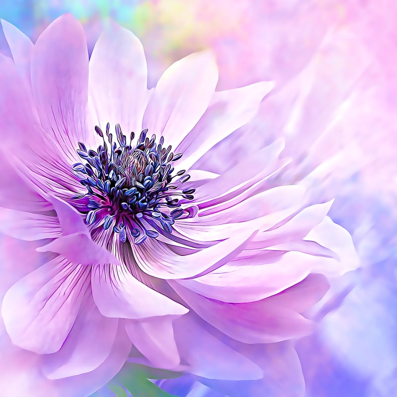 Wispy Purple Anemone by Denise Dundon