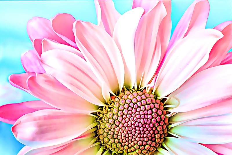 PInk Dahlia by Denise Dundon