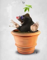 Pot by Rob Snow thumbnail