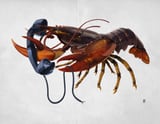 Calling Salvador (Wordless) by Rob Snow thumbnail