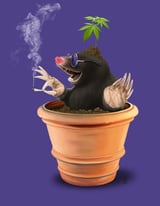 Pot (Colour) by Rob Snow thumbnail