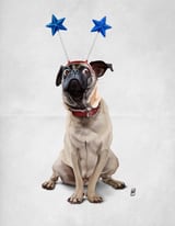 A Pug's Life (Wordless) by Rob Snow thumbnail