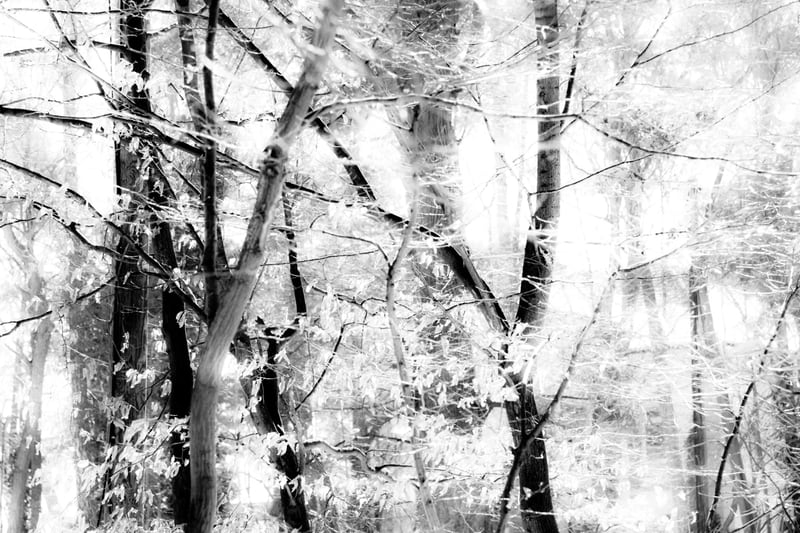 tree breeze by Dorit Fuhg