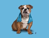 Bull (Colour) by Rob Snow thumbnail