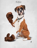 The Boxer by Rob Snow thumbnail