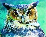 Great Horned Owl by Denise Dundon thumbnail