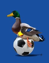 Fowl (Colour) by Rob Snow thumbnail