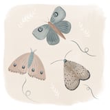 Moths in the moonlight  by Indico Designs thumbnail