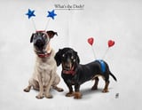 What's The Deely? by Rob Snow thumbnail
