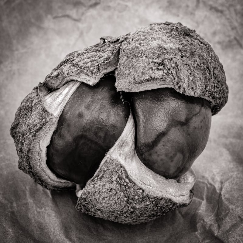 Double Conker by Ray Morgan
