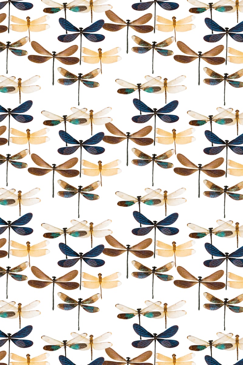 Cc Mle 10213 by Curious Collections