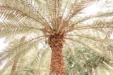 Tropical Palm Tree by Michelle L Clement thumbnail