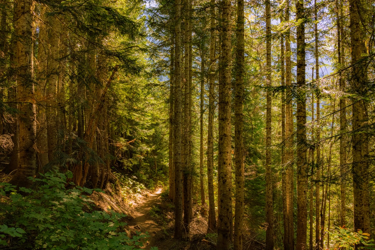Cascade Trail by Khalogram Creative