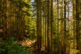 Cascade Trail by Khalogram Creative thumbnail