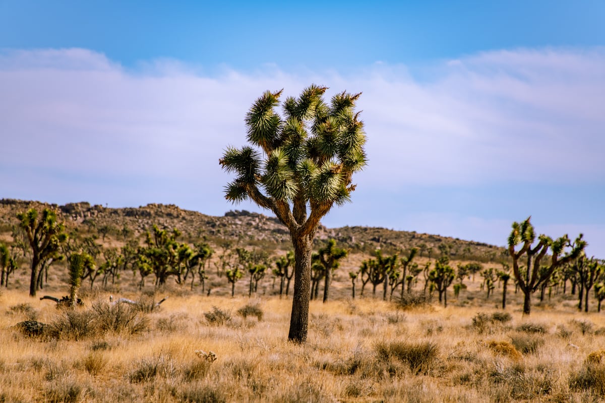 Joshua Tree by Khalogram Creative