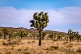 Joshua Tree by Khalogram Creative thumbnail