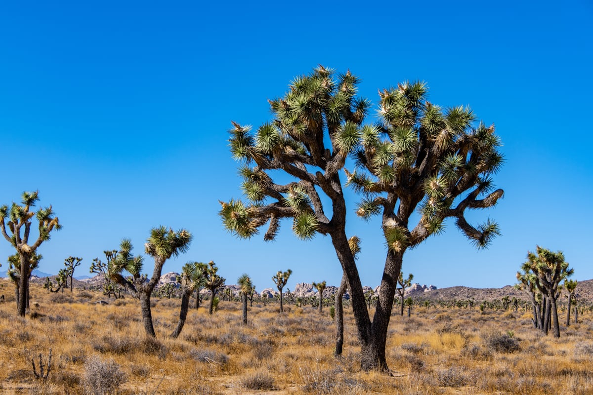 Joshua Trees by Khalogram Creative