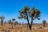 Joshua Trees by Khalogram Creative thumbnail