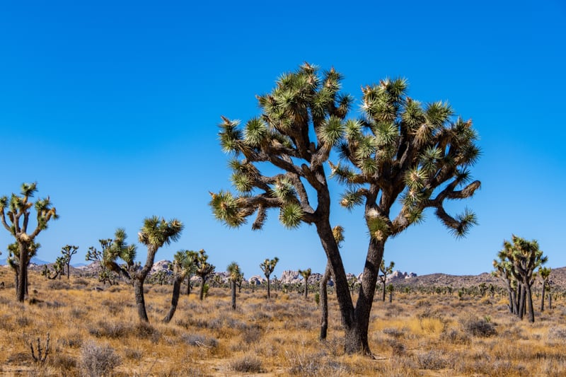 Joshua Trees by Khalogram Creative