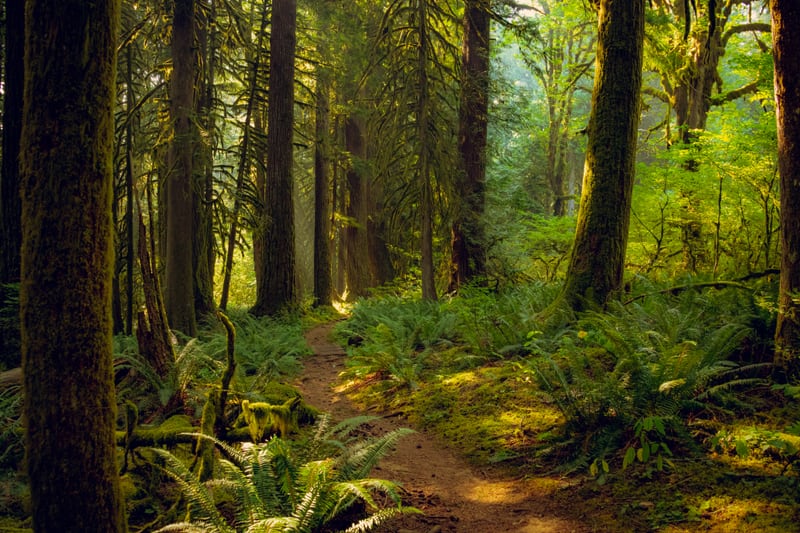 Old Growth Forest by Khalogram Creative