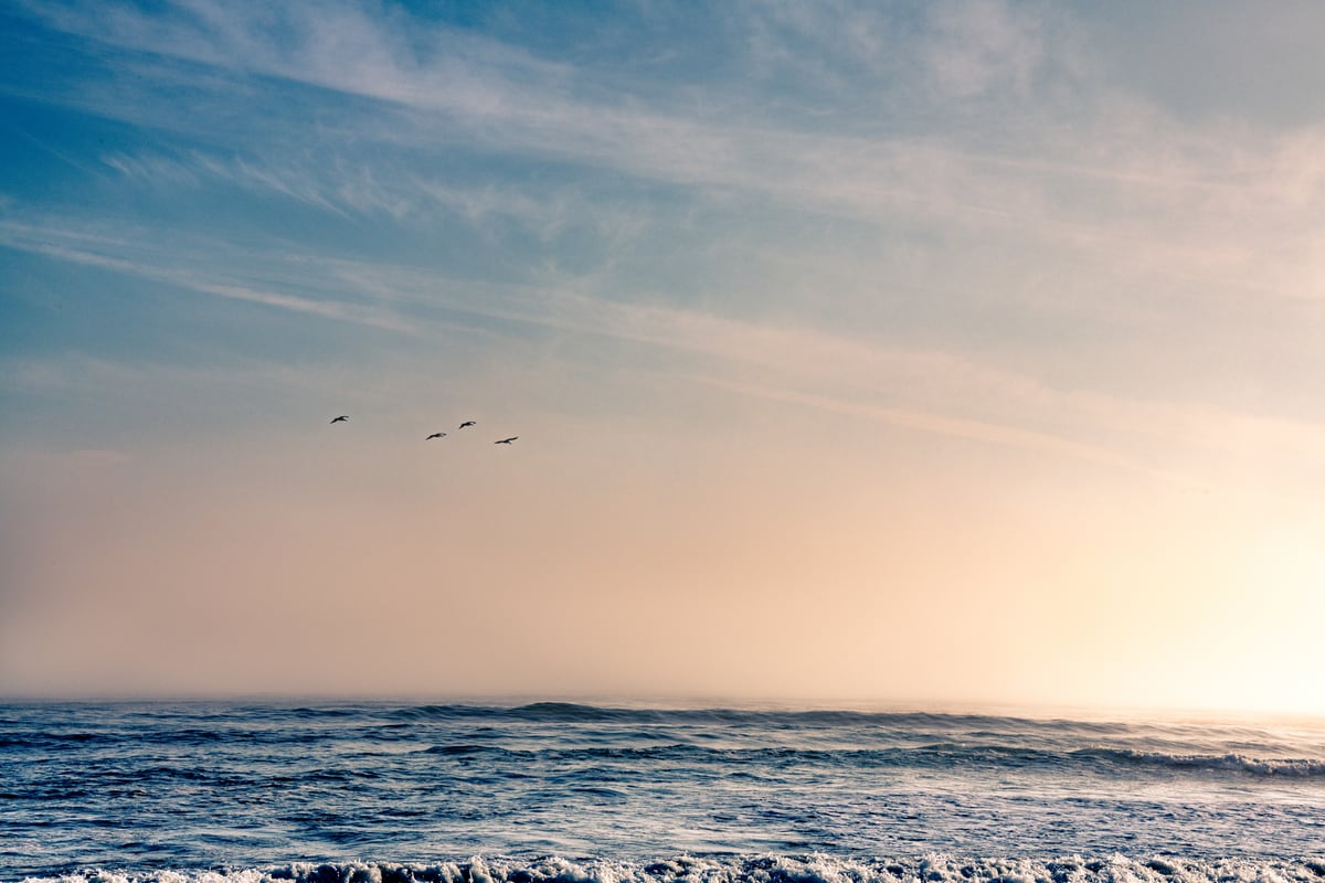 Pelican Sunset by Khalogram Creative