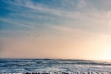 Pelican Sunset by Khalogram Creative thumbnail