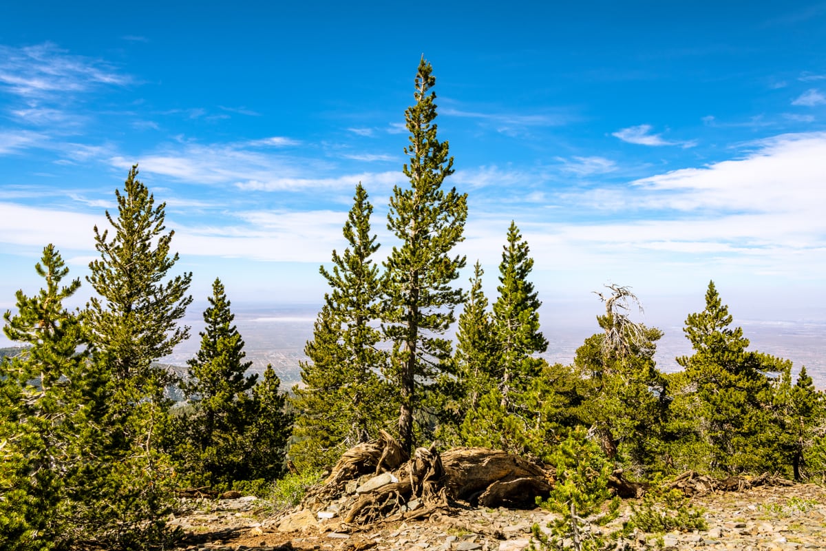 Pine Mountain by Khalogram Creative