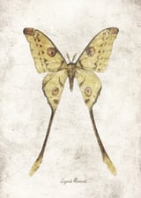 Butterflies VIII by Mike Koubou thumbnail