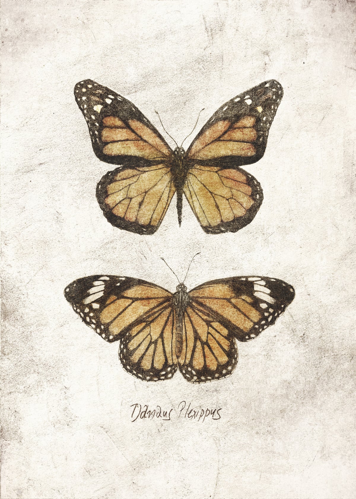 Butterflies VII by Mike Koubou