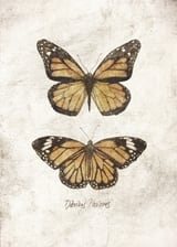 Butterflies VII by Mike Koubou thumbnail